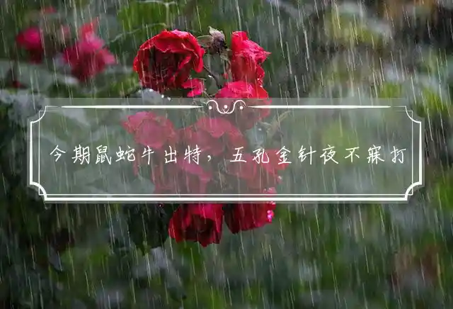 今期鼠蛇牛出特,五孔金针夜不寐是什么生肖