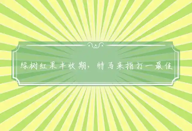 绿树红果丰收期,特马来是什么生肖